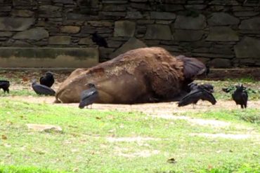 ¡DOLOROSO! Animales del zoológico de Caricuao al borde de la muerte por falta de alimentos