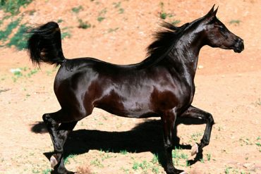 ¡DANTESCO! Hallan descuartizado al famoso caballo negro del Zoológico de Caricuao