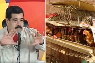 ¡PAYASO! Maduro dice que sembró con Cilia auyama y tomate y tienen 50 gallinas ponedoras