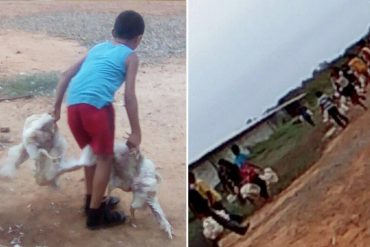 ¡FUERA DE CONTROL! Saquearon pollos vivos de una granja en el Zulia