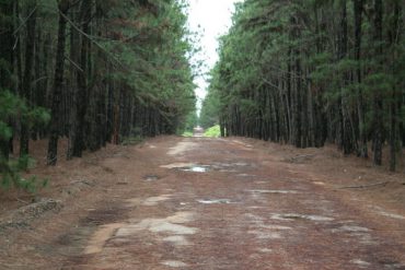 ¡ENTÉRATE! El bosque más grande del mundo creado por el hombre está en Venezuela (+Fotos)