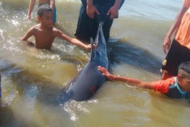 ¡DANDO EJEMPLO! Pescadores rescataron un delfín en Tucacas y lo devolvieron a su hábitat