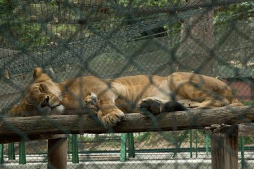 ¡NORMAL, PUES! Viceministro de Ecosocialismo: Muerte de animales en zoológicos es un «hecho habitual»