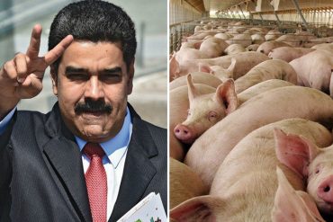 ¡ESTÁ DE ATAR! Maduro dictará resolución para «producir animales» en zonas urbanas