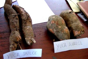 ¡SIGUEN LAS VÍCTIMAS! Hombre se intoxicó al consumir yuca amarga en el sur de Anzoátegui