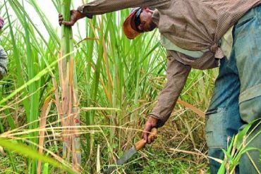 ¿GOBIERNO OBRERO? En peligro 60.000 toneladas de caña de azúcar por despido de cañicultores de Cojedes