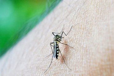 ¡LO QUE FALTABA! Emiten alerta epidemiológica por brote de fiebre mayaro (sucesor del zika)