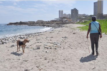 ¡ATROZ! Aumenta la cantidad de animales sacrificados en playas de Macuto