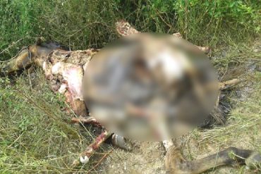 ¡ATROZ! Sacrificaron a un caballo y le extrajeron sus lomos en un terreno baldío del Zulia