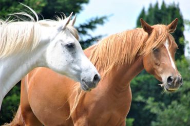 ¡TIENES QUE SABERLO! Descuartizan caballos y venden sus carnes como si fuera de «res» (+Video)