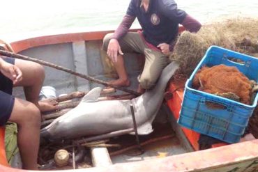 ¡ATROZ! Vendían chicharrones de delfín en la Costa Oriental del Lago de Maracaibo