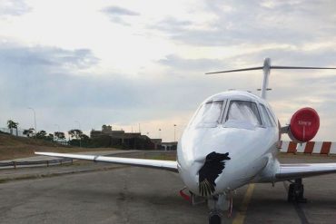 ¡INCREÍBLE! Un zamuro chocó y abolló una aeronave en Maiquetía (+Fotos)