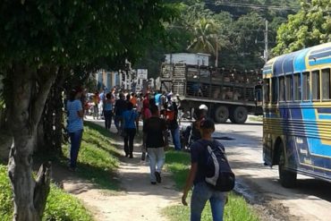 ¡HAMBRE DESBORDADA! Saquearon camión que transportaba cochinos en Mariara