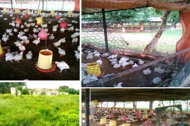 ¿HAMBRE O VANDALISMO? Saquearon unas 7 mil 800 aves de la granja de Protinal en el estado Zulia