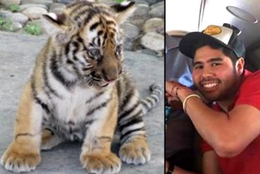 ¡CASI NADA! Un narcosobrino quería tener como mascota un tigre o un leoncito (¡gustos de narcos!)