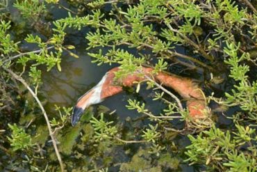 ¡QUÉ HORROR! Descuartizan a flamencos en el Zulia para “extraerle” la pechuga y comérsela