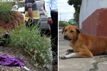 ¡EL PAÍS CONMOCIONADO! Un perro mató a una bebé que encontró abandonada entre pellejos de pollo