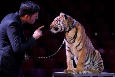 ¿Y ENTONCES? Desmintieron robo de tigres en Circo Hermanos Valentinos (+Video)