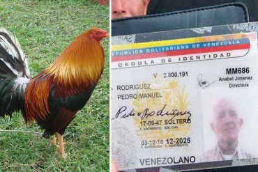 ¡ATROZ! Asesinan a un abuelo para robarle el dinero de su pensión y un gallo de pelea en Barcelona