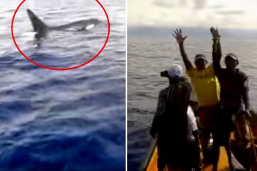 ¡IMPRESIONANTE! Lancheros se encontraron con estas orcas en las costas venezolanas (+Video)