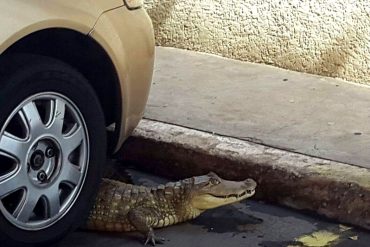 ¡INSÓLITO! Encontraron a un caimán en el estacionamiento de un edificio en Maracaibo (+Video)