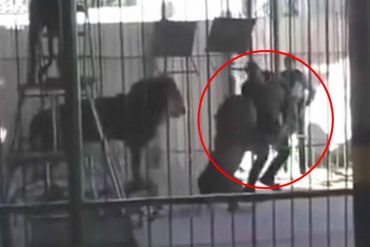 ¡ATERRADOR! Un león atacó y mató su domador durante un show para niños (+Video)