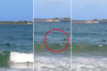 ¡ATENCIÓN! Alerta por presencia de tiburones en playas de Puerto Cabello (+Video)