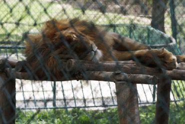 ¡NO ESCAPAN DE LA CRISIS! Por falta de comida peligra la vida de felinos y aves del Parque del Este