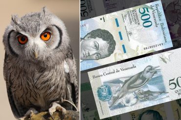 ¡MÍRALO! Los misteriosos ojos de búho que se ven en los billetes de Bs. 500 y su significado (+Fotos)