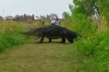 ¡SUSTO! Mira el aterrador caimán gigante que se pasea gustoso por Florida: mide 4 metros de largo (+Video)