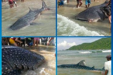 ¡IMPRESIONANTE! Hallaron un tiburón ballena en Puerto Francés (+Video +Fotos)