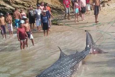 ¡QUÉ HORROR! Denuncian que el Tiburón Ballena de Puerto Francés fue pescado para «echarle cuchillo» (+Video)