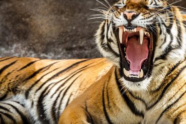 ¡TERROR! Un tigre mata a turista en zoológico del este de China: En respuesta matan al tigre (+Video)