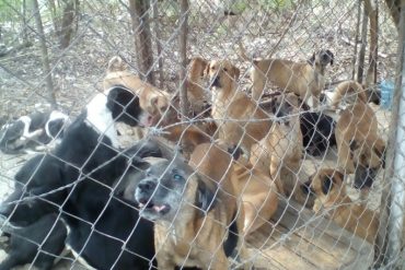 ¡DANTESCO! En San Cristóbal encontraron un criadero de perros presuntamente para vender la carne