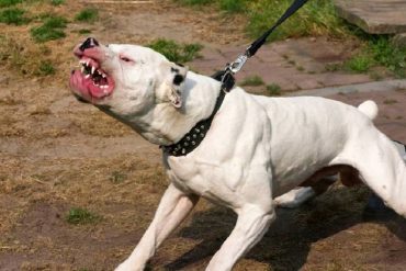 ¡TERRIBLE! Tres perros pitbull mataron a una niña de 10 años en Zulia