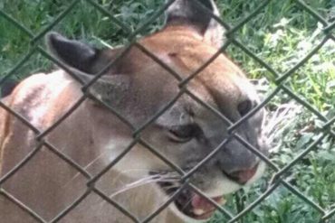 ¡QUE TRISTE! Puma habría muerto en zoológico de Caricuao por negligencia médica