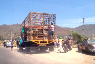 ¡EL PAÍS DEL HAMBRE Y LA MISERIA! Saquean camión cargado con pollos vivos en Anzoátegui