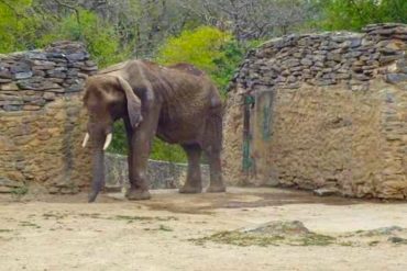 ¡DOLOROSA NOTICIA! Murió Ruperta, la elefanta del Zoológico de Caricuao (tenía 48 años)