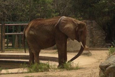 ¡QUÉ TRISTEZA! Así de desnutrida y acabada está Ruperta, la elefante del zoológico de Caricuao