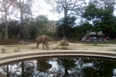 ¡GRAVE! Denuncian que la herida de la elefanta Ruperta se abrió y sigue en estado delicado