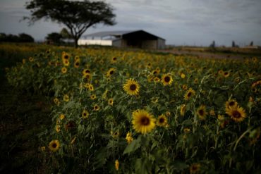 ¡SOLO EN VENEZUELA! Sidor siembra girasoles mientras la producción de acero se desploma