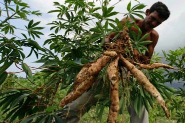 ¡SIGUEN LAS VÍCTIMAS! Una niña muerta y 14 intoxicados por consumo de yuca amarga en Maturín