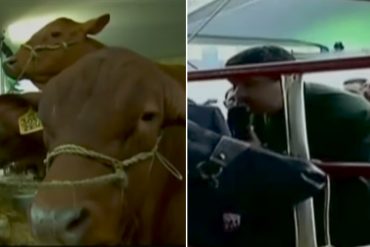 ¡AH, OK! Maduro les pide a las vacas que lo apoyen en la Constituyente (+Video)