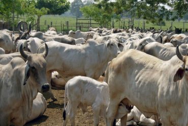 ¡HAMBRE SIN LIMITES! En el Zulia descuartizaron 5 reses para robar su carne