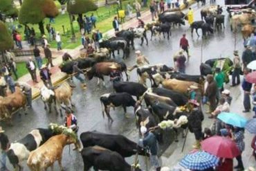 ¡PÍLLALO! Hasta las vacas se unieron al plantón en Pueblo Llano, Mérida (A Nico no le gustará esto)