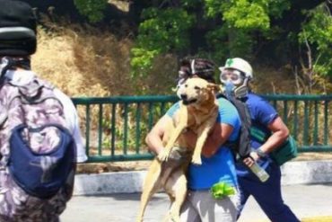 ¡SOLIDARIDAD! Mascotas afectadas por represión en El Paraíso recibirán atención médica gratuita
