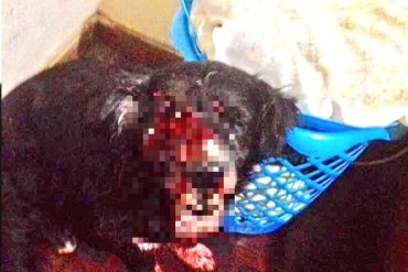 ¡LAMENTABLE! Sacrificaron a Cross, el perro al que funcionario del Sebin le disparó en el ojo (+Video)