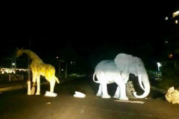 ¡TRANCAZO SALVAJE! Cierran avenida en Maracaibo con un elefante y una jirafa (+Fotos +Otros animales)