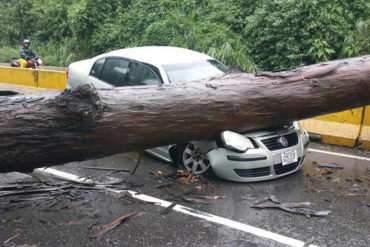 ¡ATENCIÓN! Cerrado el paso por la Panamericana en ambos sentidos por desplome de árbol (+Fotos)