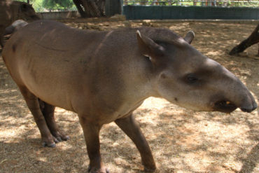 ¡INCREÍBLE! En un zoológico zuliano mataron una danta, búfalo y báquiros para llevarse su carne